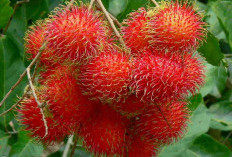 Manfaat Buah Rambutan Untuk Kesehatan: Kaya Nutrisi, Tapi Waspadai Efek Sampingnya