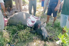 Gelar Doa Syukuran, Petani Arah Tiga Potong Kerbau