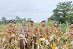 Tiga Desa di Kecamatan V Koto Serantak Penan Jagung Sadesahe