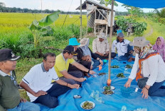 Kembangkan Padi Organik, Penyuluh Swadaya Bekerjasama dengan BPP 