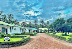 Kebun Sawit di Tengah Kota: Urban Plantation sebagai Solusi Ruang Hijau Perkotaan?