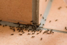 Mengatasi Masalah Semut di Rumah: Panduan Lengkap dan Efektif