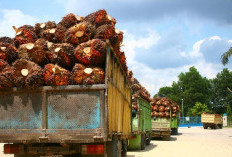 Kelapa Sawit di Tengah Krisis Pangan Global: Solusi atau Ancaman?