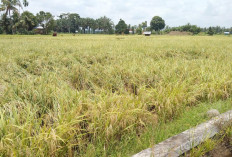 Cuaca Ekstrim, Petani Khawatir Tanaman Padi Roboh 