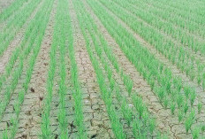 Puluhan Hektar sawah di Pondok Panjang Kekeringan