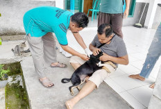 Kasus Gigitan Hewan Penular Rabies di Mukomuko Capai 193 Sepanjang 2025, Pemda Perkuat Layanan Rabies Center