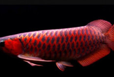 Wow Ikan Hias Berikut Ini Miliki Harga Tidak Masuk Akal 