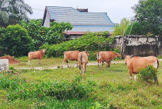 Satu Desa Satu Perdes Tentang Ternak 