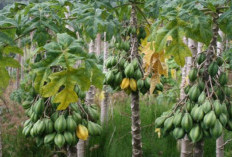 Carica, Buah Segar dari Dataran Tinggi 