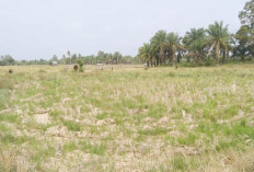 Selama Pengeringan DI Manjuto Kiri, Mayorotas Sawah Tak Dimanfaatkan