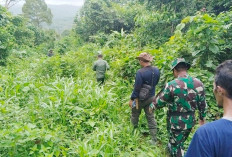 Penyerang Sapi Mekar Jaya Diduga Bukan Harimau, Ini Penjelasan Pihak BKDSA