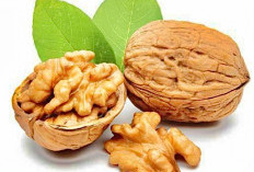 Kacang Walnut Rahasia Kecerdasan dan Kesehatan Dibalik Bentuknya yang Unik