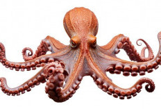 Gurita dalam Budaya dan Kuliner Dunia: Sajian Istimewa dari Berbagai Negara!