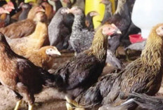 Boleh Dicoba! Ini 6 Kunci Sukses Ternak Ayam Kampung 