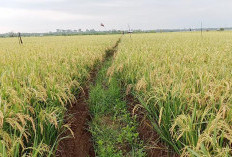 Mukomuko Perlu Payung Hukum untuk Melindungi sawah dari Alih Fungsi Lahan