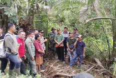 Harimau di Mekar Jaya Tertangkap Kamera Begini Penjelasannya 