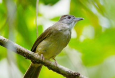 Burung Kapas Tembak: Si Lincah Bertipe Kawin-Cerai yang Bikin Penangkar Pusing