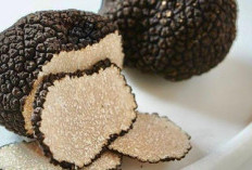 Truffle, Keajaiban Langka dari Bawah Tanah yang Membuatnya Mahal