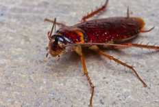 Mengatasi Masalah Kecoa di Rumah: Panduan Lengkap Pembasmian dan Pencegahan