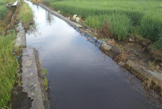 Kerusakan Irigasi Tersier Masih Jadi Keluhan Para Petani 