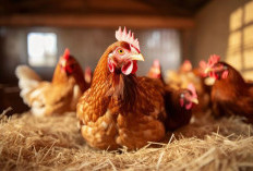 5 Pakan Terbaik untuk Ayam Petelur Rahasia Produksi Telur Maksimal