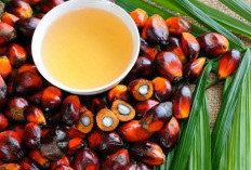 Jarang di Sadari Para Petani Kebun Sawit, Ini 10 Kelebihan Usaha Kelapa Sawit