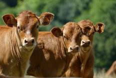 Daging Premium, Sapi Gemuk: Rahasia Pakan Tepat untuk Sapi Potong Berkualitas