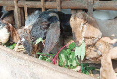 Inovasi Cerdas, Mengubah Urin Kambing Menjadi Pupuk Organik Cair,  Kisah Petani Desa Guunting