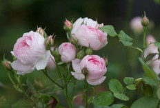 Inovasi Olahan Mawar: Lebih dari Sekadar Hiasan, Kreativitas Tanpa Batas dengan Mawar!