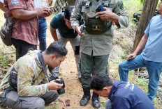 Prediksi BKSDA, Harimau Masih di Kebun PT. Agro Muko