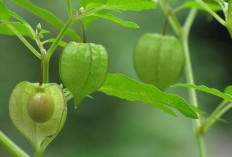 Ciplukan: Si Kecil Kaya Manfaat yang Mungkin Belum Anda Tahu