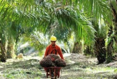 Kebun Sawit di Metaverse: Bisakah Dunia Virtual Mengedukasi Dunia Nyata?