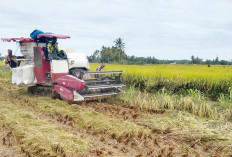 Penan Padi MT III Hampir Selesai, Harga Gabah Masih Stabil  