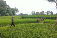 Petani Talang Buai Butuh Normalisasi Jaringan Irigasi Primer Persawahan 