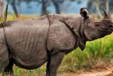 Badak Jawa, Sang Penjaga Hutan yang Terancam Punah