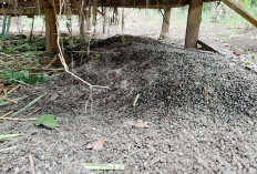 Kotoran Kambing Jadi Emas Hijau: Peluang Usaha dan Solusi Ramah Lingkungan