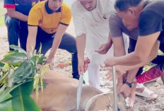 Berbagi Rasa Kebahagiaan, Polsek Sungai Rumbai Kurban 2 Ekor Sapi
