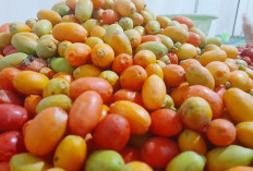 Melinjo, Si Kecil yang Memiliki Banyak Manfaat 