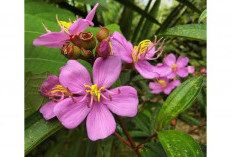 Harrendong Si Ajaib dari Hutan, Segudang Manfaat untuk Kesehatan dan Kehidupan