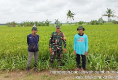 Petani Teriak, Harga Gabah di Bawah HPP 