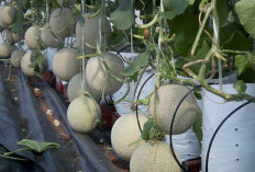 Panen Melon Manis di Rumah, Panduan Budidaya di Polybag