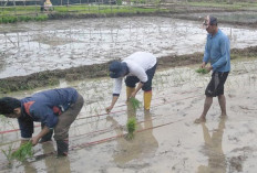 Kesulitan Beli Benih Unggul, Petani Gunakan Benih Lokal 