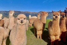 Menjelajahi Keanggunan Hewan Alpaca: Fakta Menarik dan Kehidupan Mereka di Pegunungan Andes