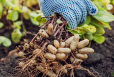 Tips Memilih Kacang Tanah yang Berkualitas: Panduan untuk Konsumen Cerdas!  ﻿