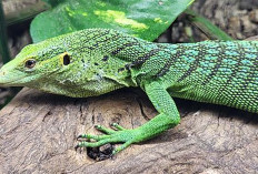 5 Hewan Reptil Terbesar yang Ada di Dunia, Salah Satunya Ada di Indonesia