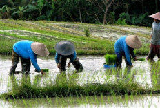 5 Jagoan Alami, Pestisida Ramah Lingkungan untuk Sawah Lestari