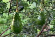 Wisata Kebun Alpukat: Menikmati Keindahan Alam dan Panen Alpukat Segar!