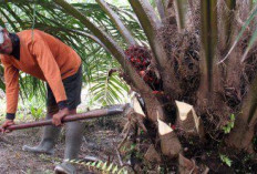 Strategi Pemasaran Produk Turunan Sawit, Menuju Pasar Global yang Berkelanjutan