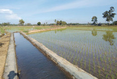 Lahan Jadi Belukar, Petani Harus Tanggung Risiko Saat Tanam Padi