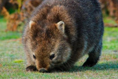 Wombat Si Tukang Gali Berbulu Kasar yang Menakjubkan